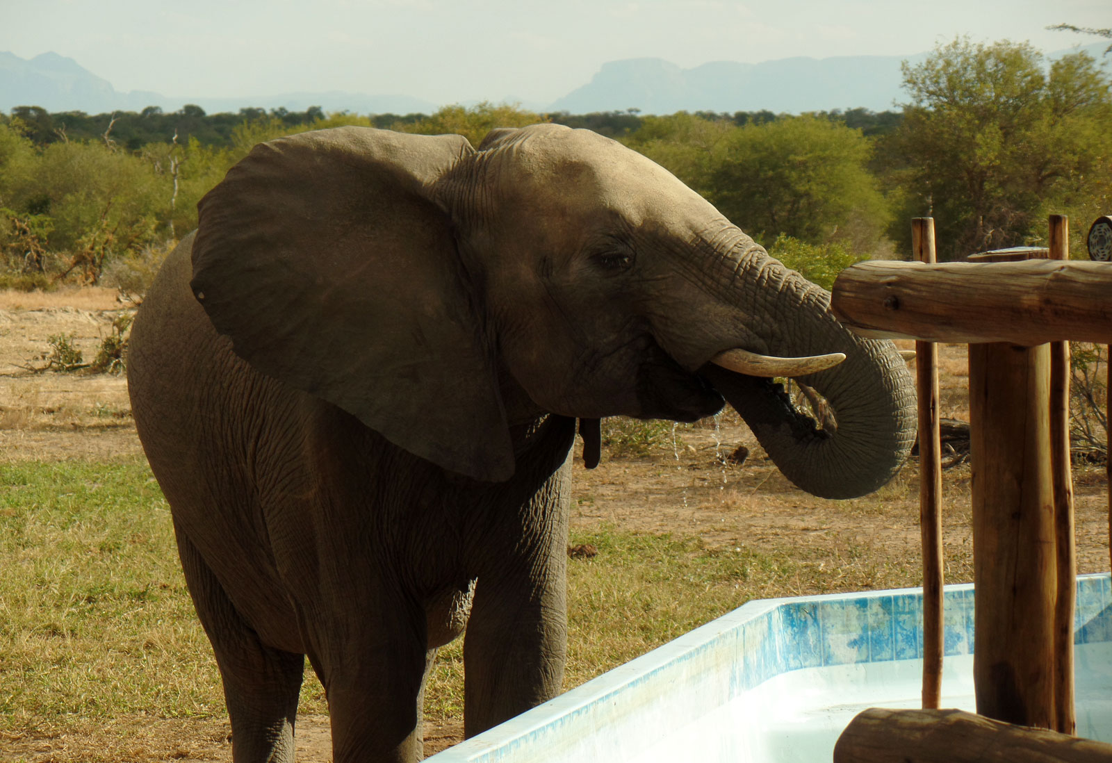 nThambo Elephants at Pool nThambo Elephants at Pool