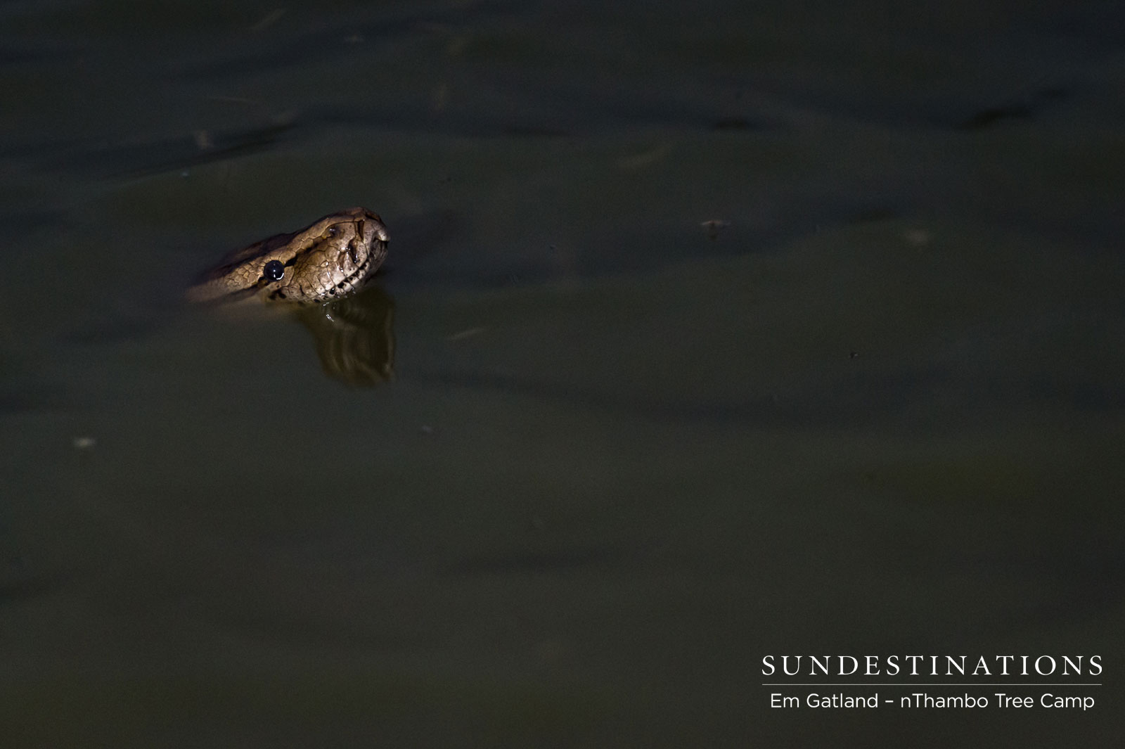 nThambo Rock Python nThambo Rock Python