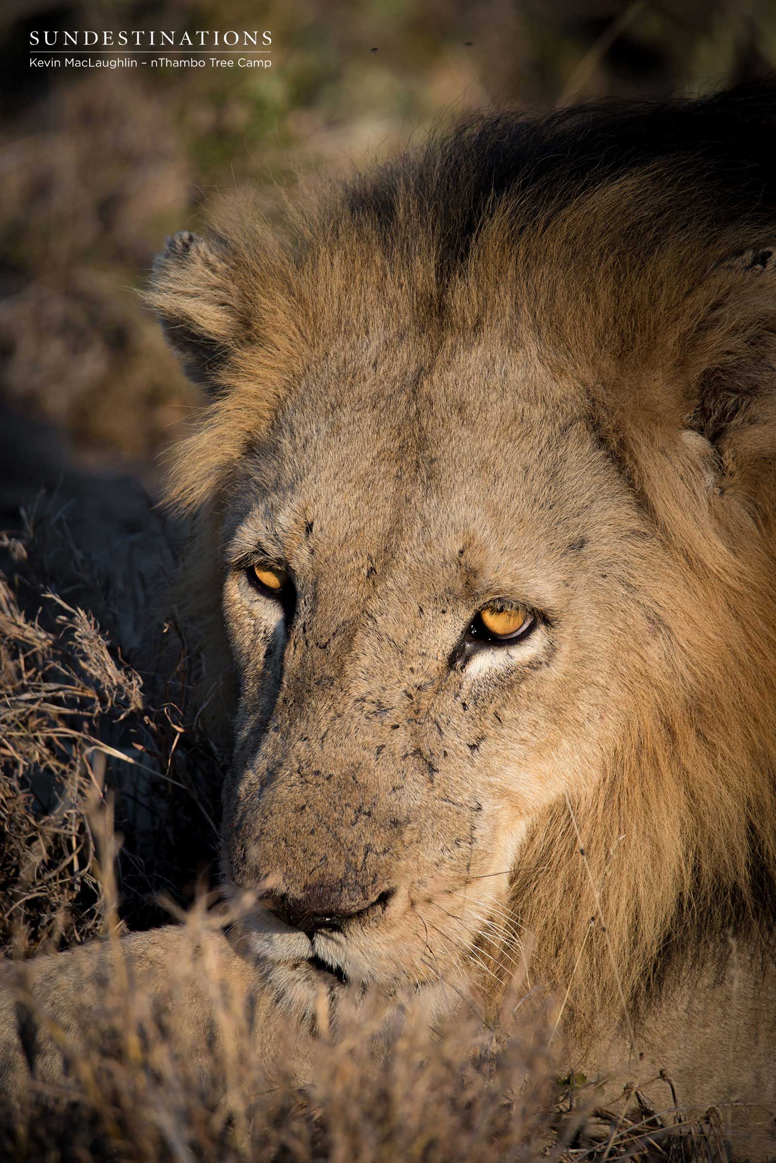 nThambo Trilogy Male nThambo Trilogy Male