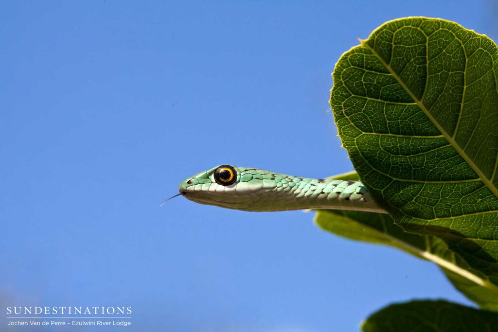 A spotted bush snake peers out over the edge of a broad leaf and ponders its next move A spotted bush snake peers out over the edge of a broad leaf and ponders its next move