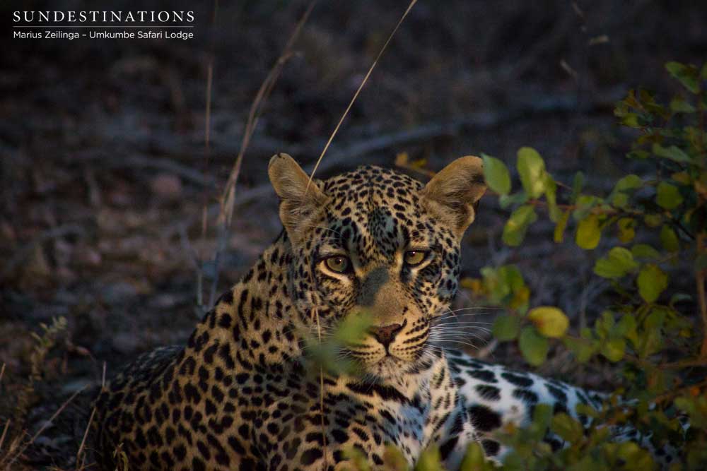 Tatowa, leopardess royalty, illuminated in the Sabi Sand's morning light Tatowa, leopardess royalty, illuminated in the Sabi Sand's morning light