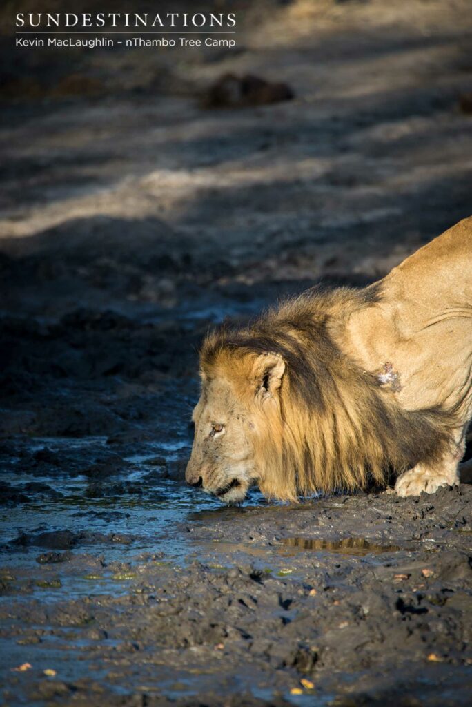 One of the Trilogy male lions leans towards a shallow pan to drink in the remaining muddy water One of the Trilogy male lions leans towards a shallow pan to drink in the remaining muddy water