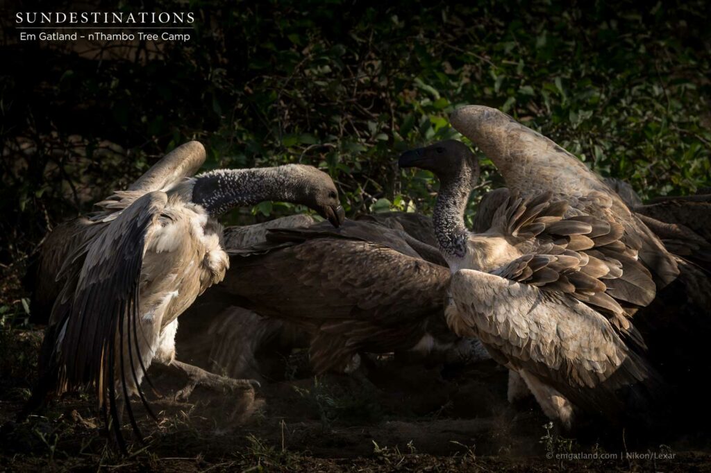White-backed vultures squabble over a buffalo carcass in a flutter of heavily feathered wings White-backed vultures squabble over a buffalo carcass in a flutter of heavily feathered wings