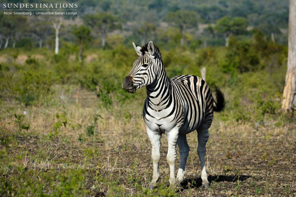The iconic zebra stands, alert, on the open African plains The iconic zebra stands, alert, on the open African plains