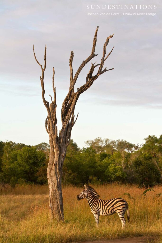 A lone zebra captured alongside the skeleton of a tree A lone zebra captured alongside the skeleton of a tree