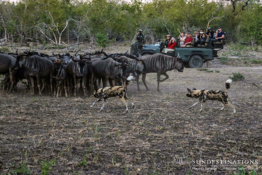 Umkumbe guests look on as a pack of African wild dogs intimidate a herd of wildebeest in the Sabi Sand Umkumbe guests look on as a pack of African wild dogs intimidate a herd of wildebeest in the Sabi Sand