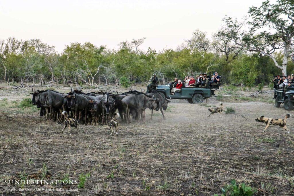 Umkumbe guests look on as a pack of African wild dogs intimidate a herd of wildebeest in the Sabi Sand Umkumbe guests look on as a pack of African wild dogs intimidate a herd of wildebeest in the Sabi Sand