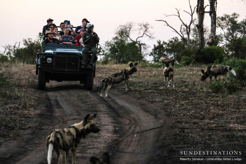 Umkumbe guests look on as a pack of African wild dogs intimidate a herd of wildebeest in the Sabi Sand Umkumbe guests look on as a pack of African wild dogs intimidate a herd of wildebeest in the Sabi Sand