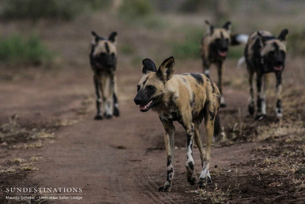 African wild dogs on the move, panting and trotting after their attempt at tackling a wildebeest African wild dogs on the move, panting and trotting after their attempt at tackling a wildebeest