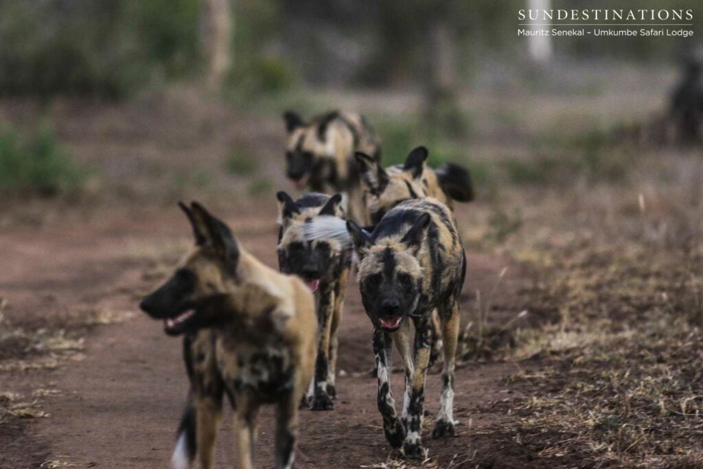 African wild dogs on the move, panting and trotting after their attempt at tackling a wildebeest African wild dogs on the move, panting and trotting after their attempt at tackling a wildebeest