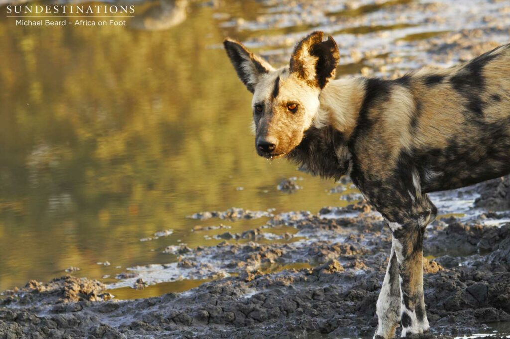 One of the African wild dogs currently occupying a den in the area near Africa on Foot One of the African wild dogs currently occupying a den in the area near Africa on Foot
