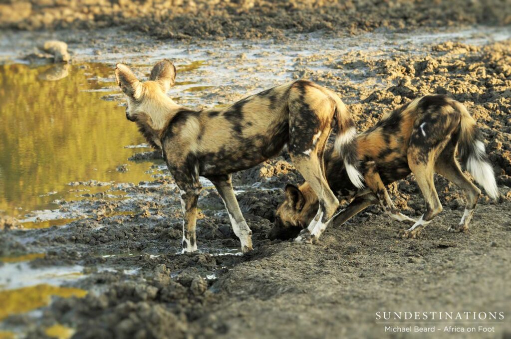 The pack of 3 wild dogs drinks thirstily at a pan The pack of 3 wild dogs drinks thirstily at a pan
