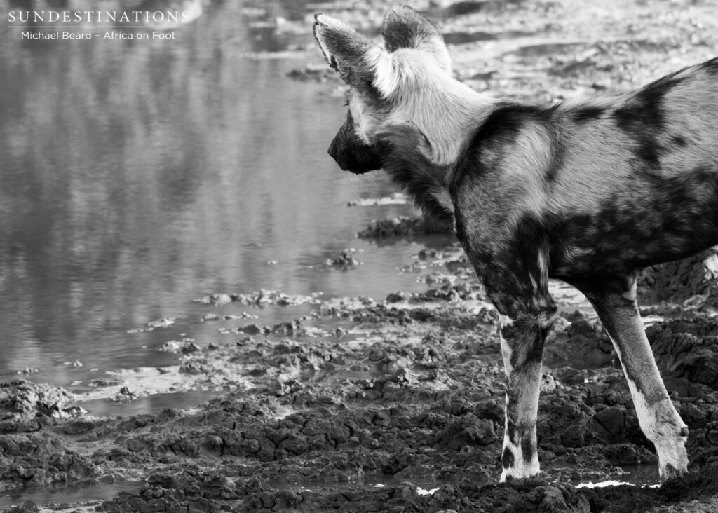 The endangered African wild dogs are a privilege to have in the area, and they are beginning to bring their pups into the open The endangered African wild dogs are a privilege to have in the area, and they are beginning to bring their pups into the open