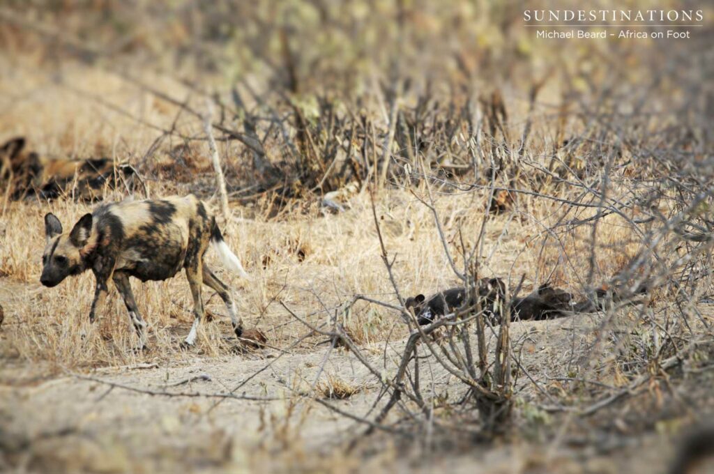 Alpha female trailed by her little pups just outside the den Alpha female trailed by her little pups just outside the den