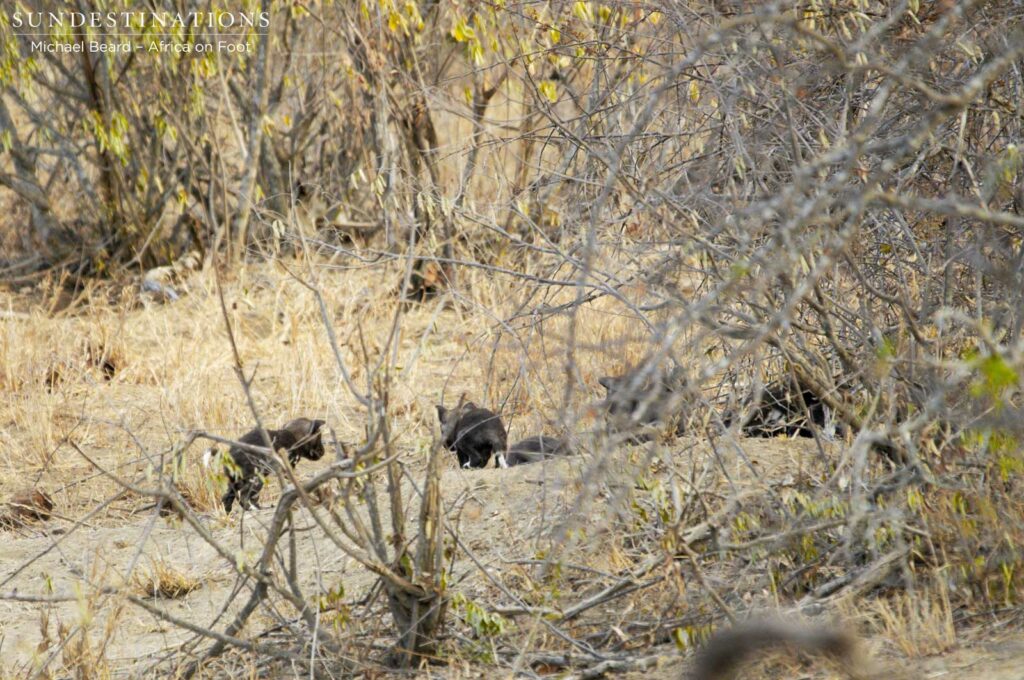 Reportedly 9 pups have been seen emerging from the den Reportedly 9 pups have been seen emerging from the den