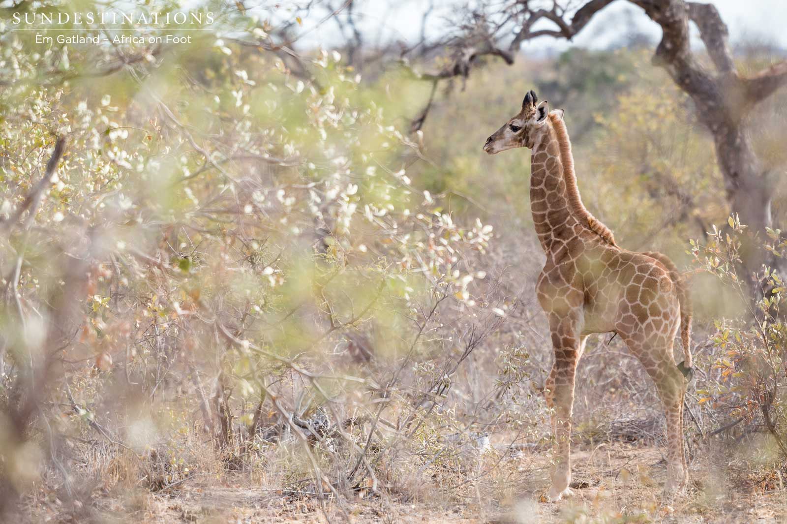 Giraffe Calf Giraffe Calf