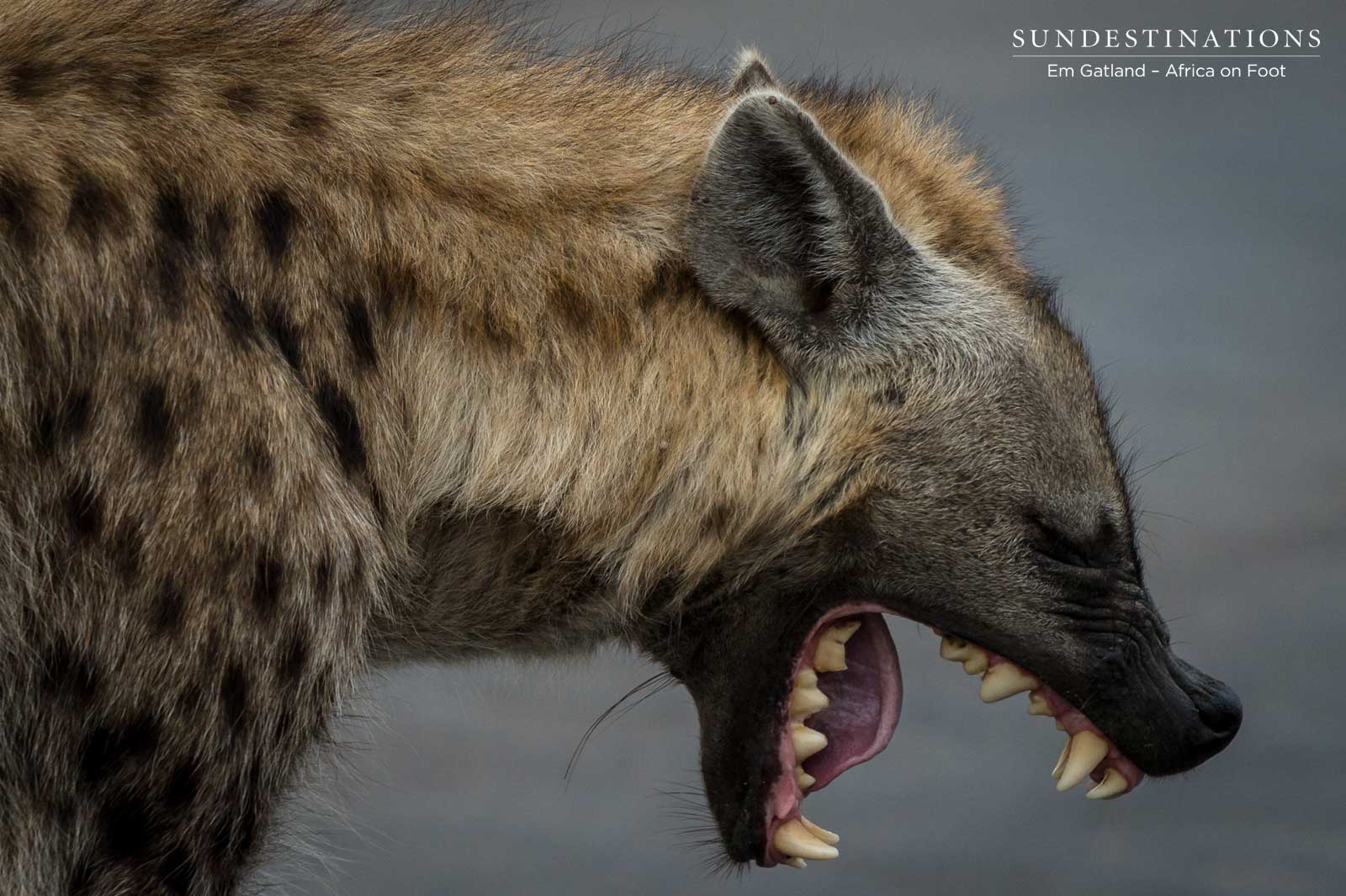 Hyena Laughing Hyena Laughing