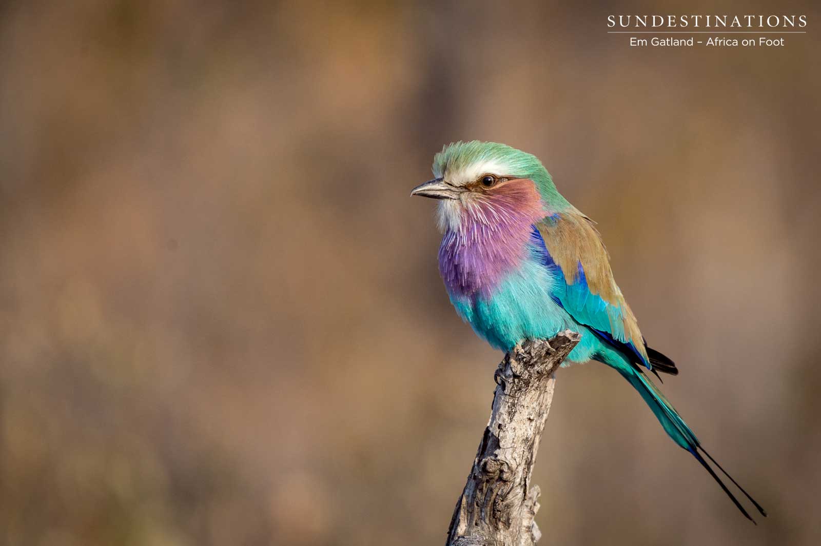 Lilac Breasted Roller Lilac Breasted Roller