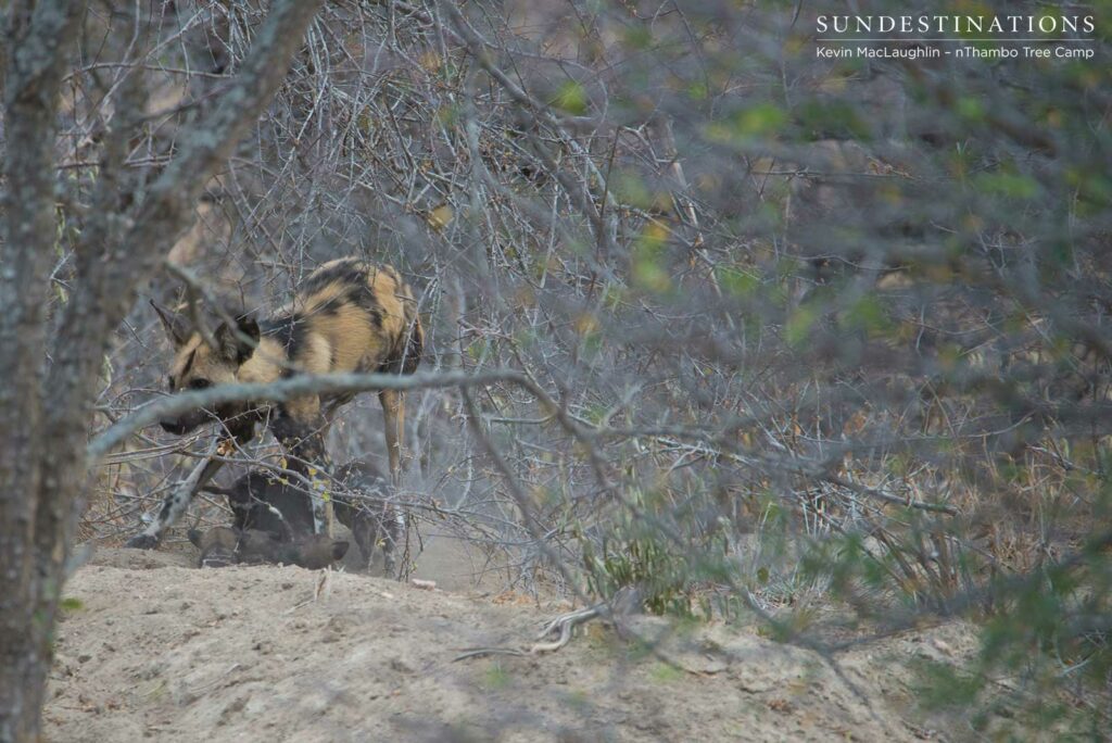 The adult dog leads the pups away from the entrance of the den The adult dog leads the pups away from the entrance of the den