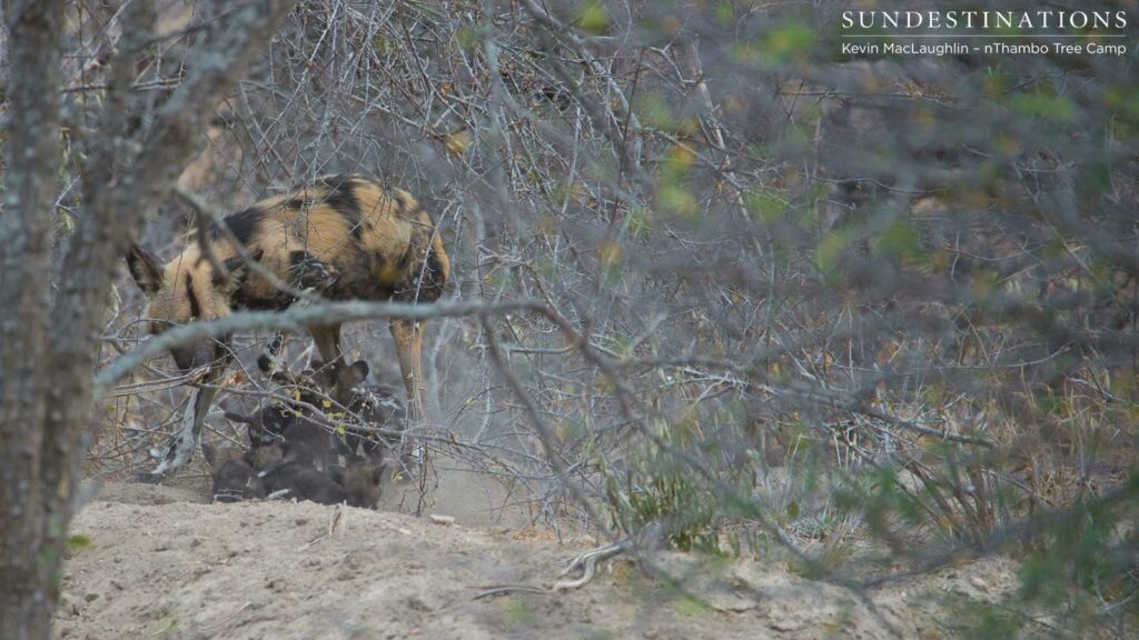 The pups follow the adult male dog as he turns and leaves the den entrance The pups follow the adult male dog as he turns and leaves the den entrance