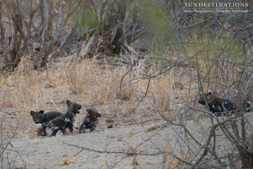 Wild dog pups playing outside the den Wild dog pups playing outside the den