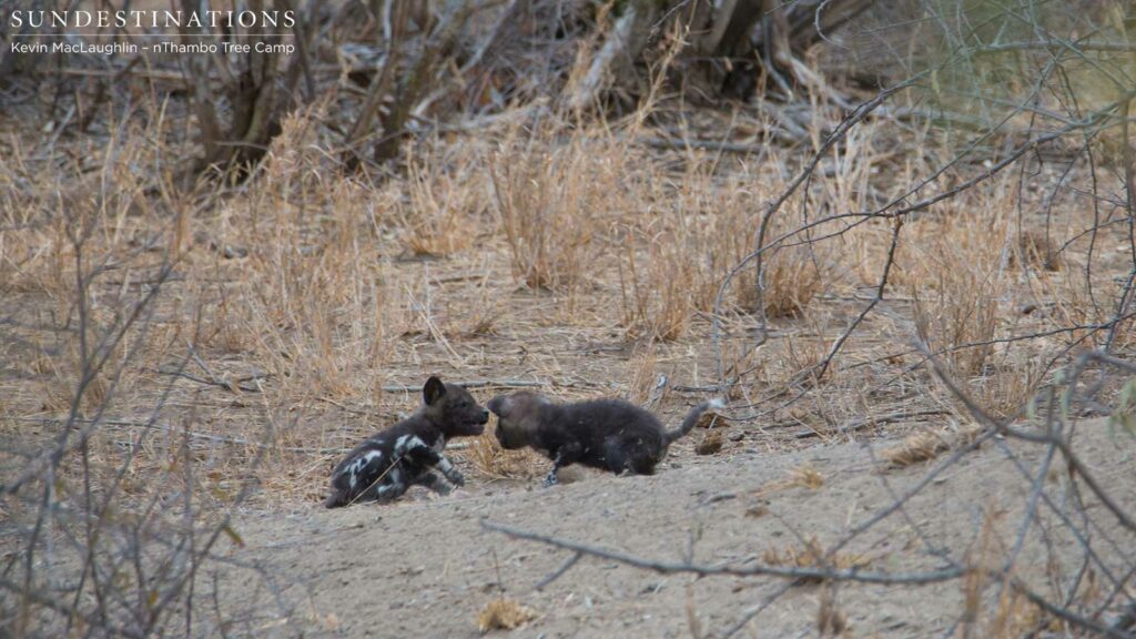 The pups fed on a piece of meat and spent some time outside the den The pups fed on a piece of meat and spent some time outside the den