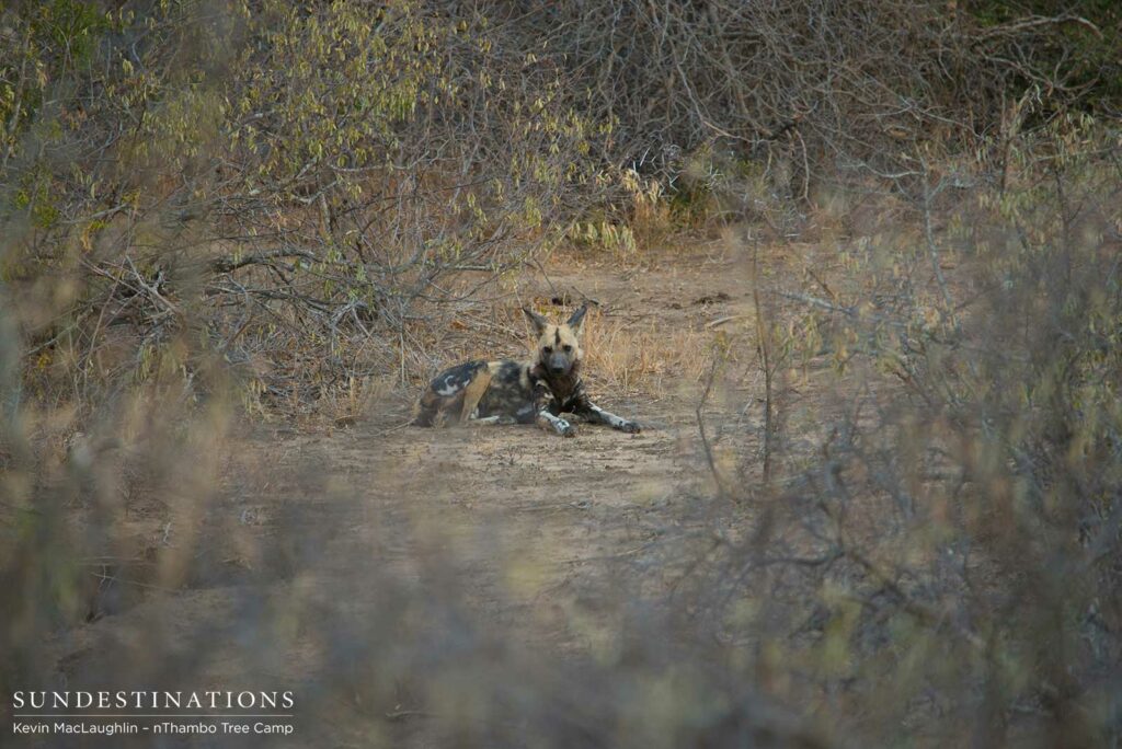 The adult male dog relaxes outside the den while the pups played The adult male dog relaxes outside the den while the pups played