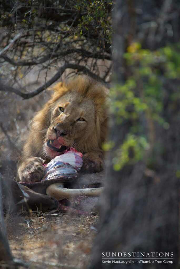 Mapoza male feeding on a kudu Mapoza male feeding on a kudu