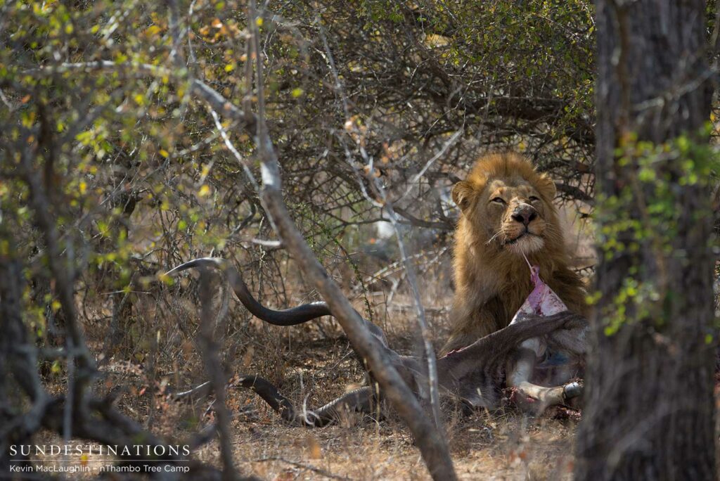 Mapoza male feeding on a kudu Mapoza male feeding on a kudu