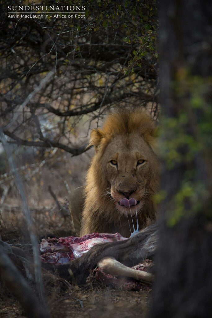 Mapoza male feeding on a kudu Mapoza male feeding on a kudu