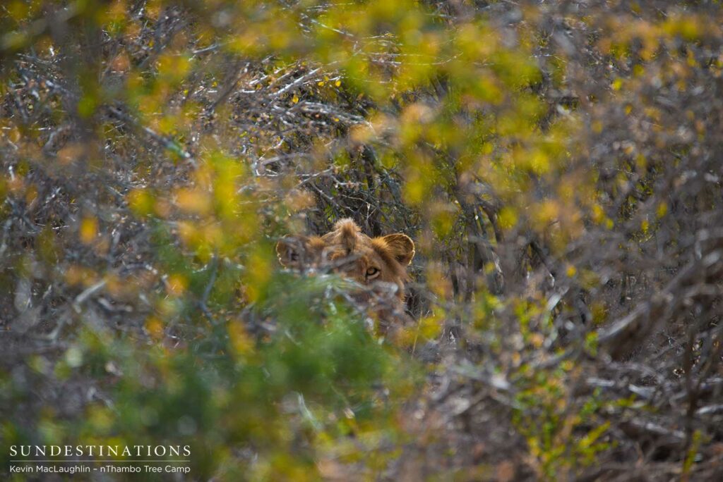 Mapoza male lion staring through the thicket Mapoza male lion staring through the thicket