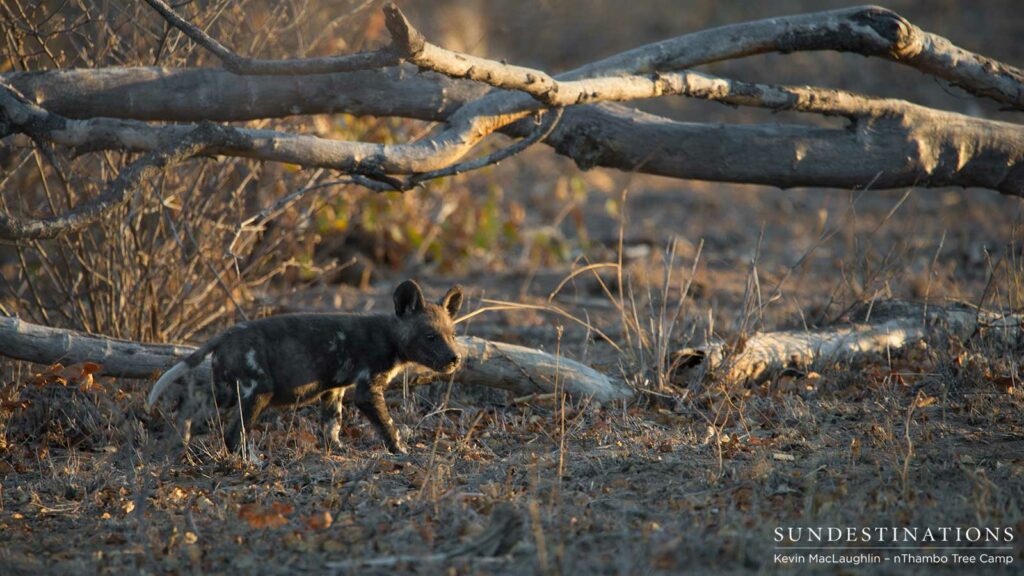 African wild dog pups running around outside the den in Klaserie African wild dog pups running around outside the den in Klaserie