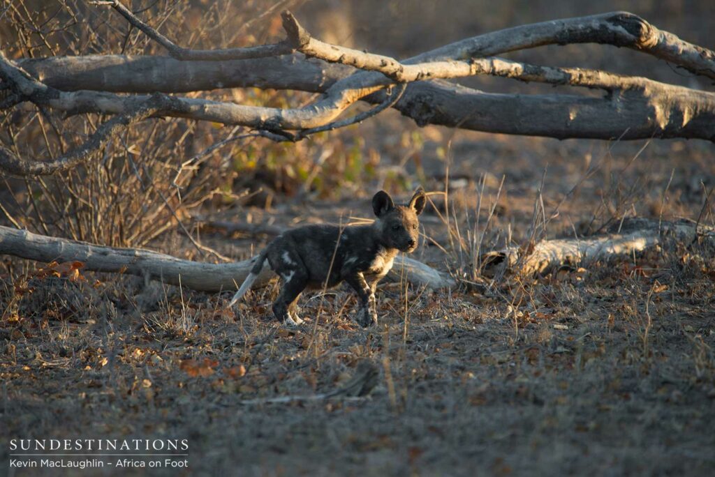 African wild dog pups running around outside the den in Klaserie African wild dog pups running around outside the den in Klaserie