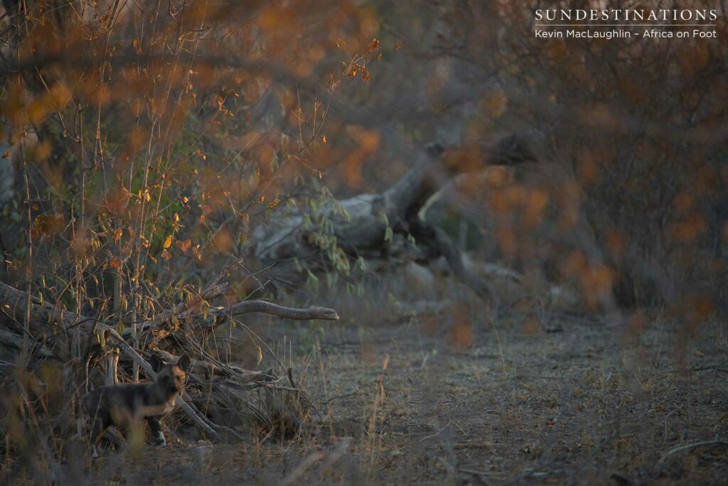 African wild dog pups running around outside the den in Klaserie African wild dog pups running around outside the den in Klaserie
