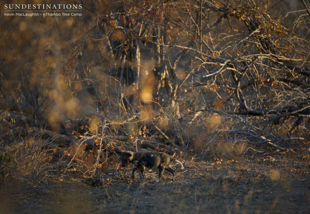 African wild dog pups running around outside the den in Klaserie African wild dog pups running around outside the den in Klaserie