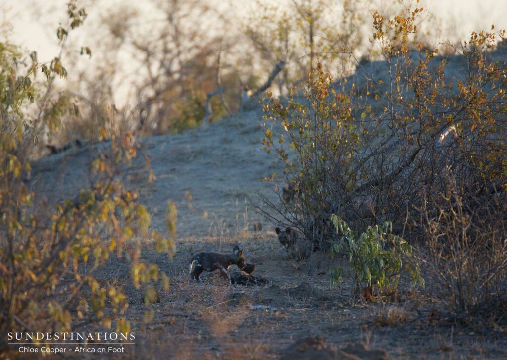African wild dog pups running around outside the den in Klaserie African wild dog pups running around outside the den in Klaserie