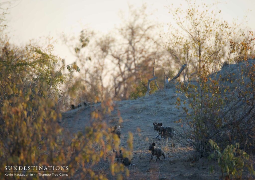 African wild dog pups running around outside the den in Klaserie African wild dog pups running around outside the den in Klaserie