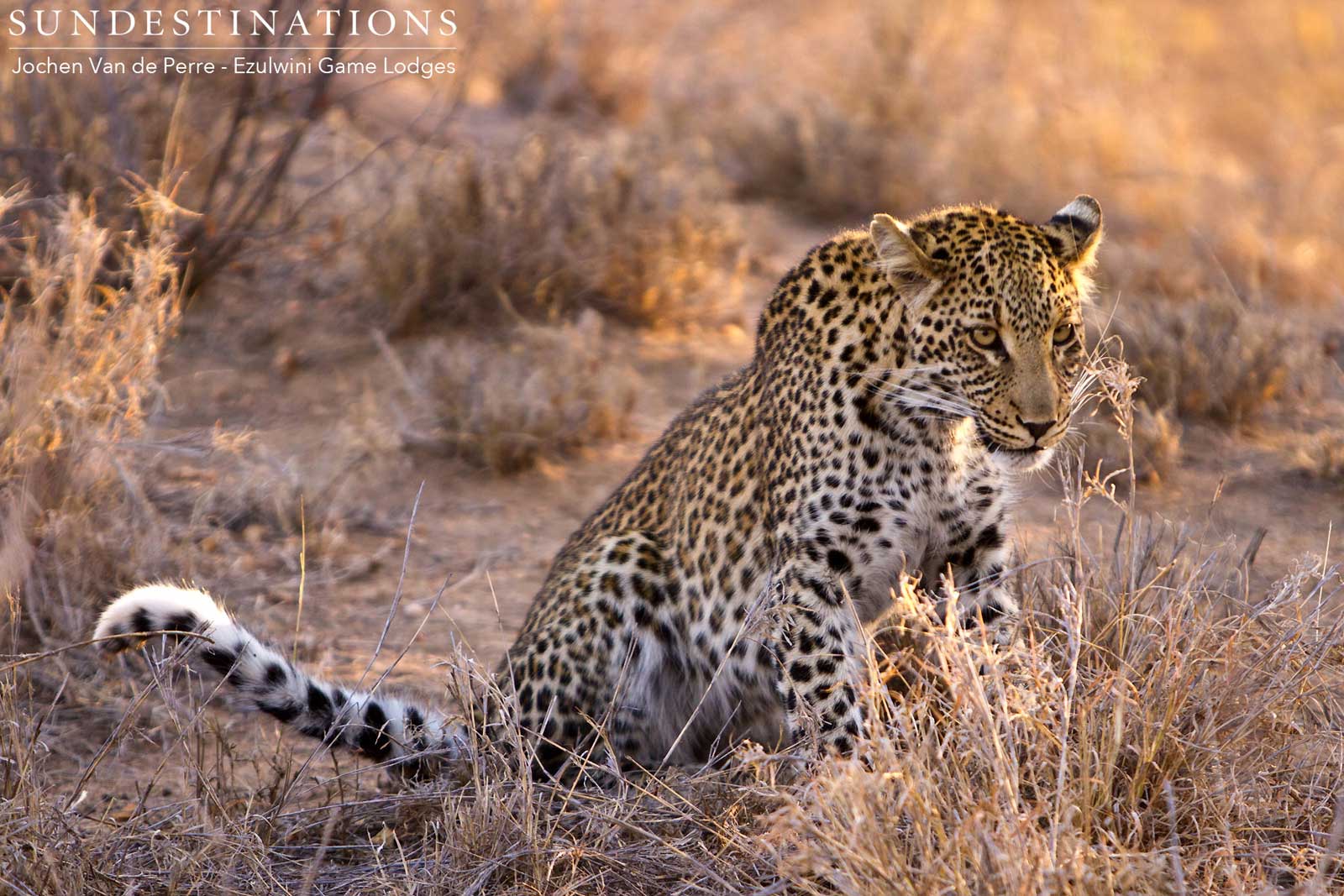 Unknown Leopardess Ezulwini Unknown Leopardess Ezulwini