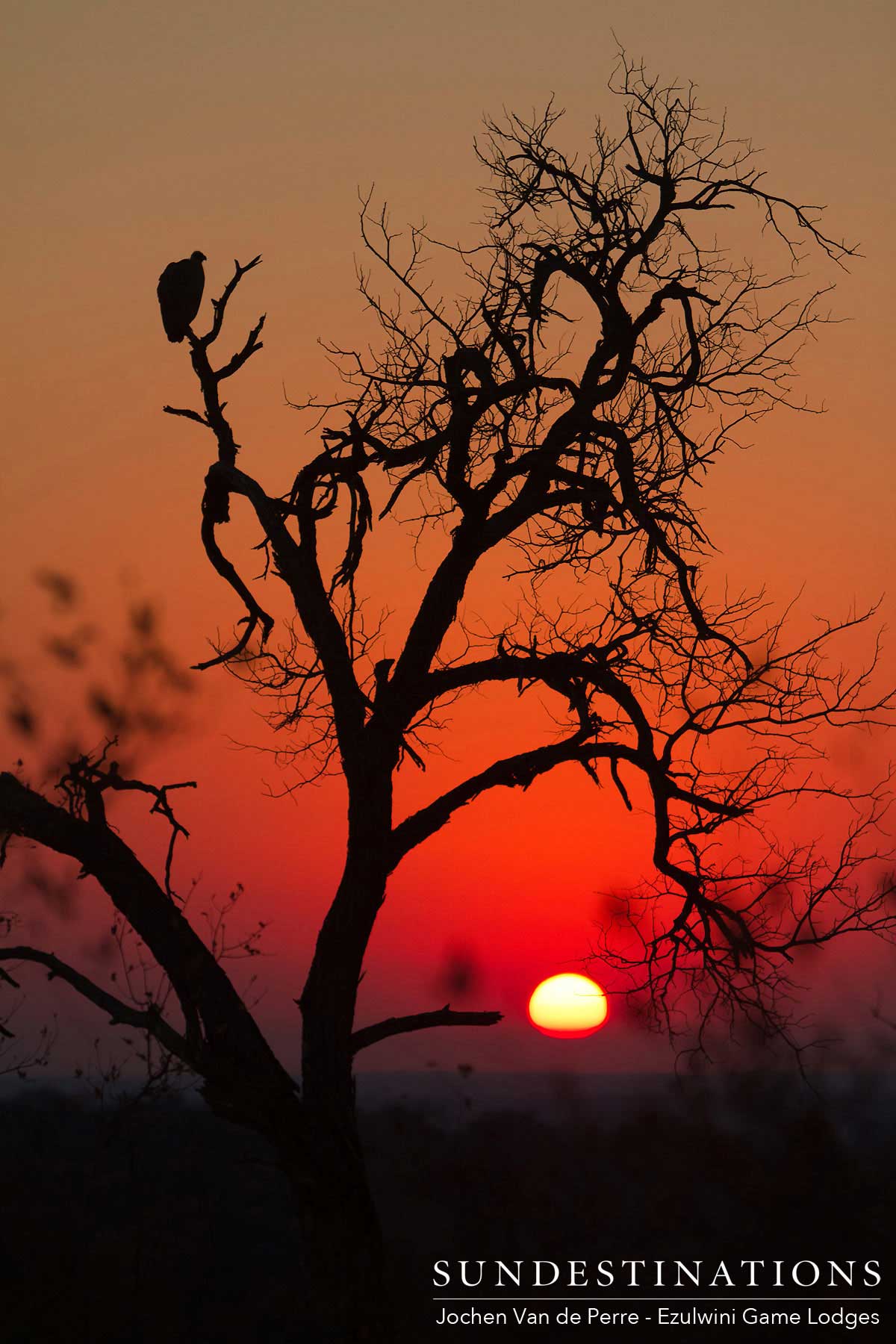 Ezulwini Vulture in Tree Ezulwini Vulture in Tree