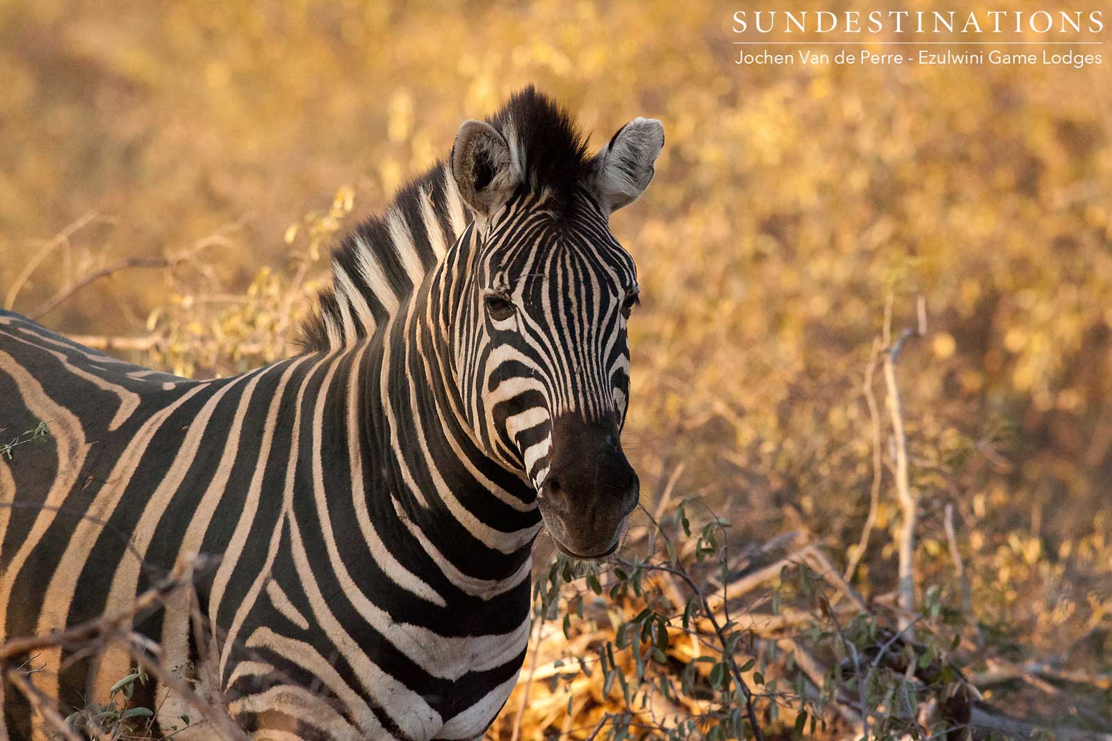 Zebra in Balule Zebra in Balule