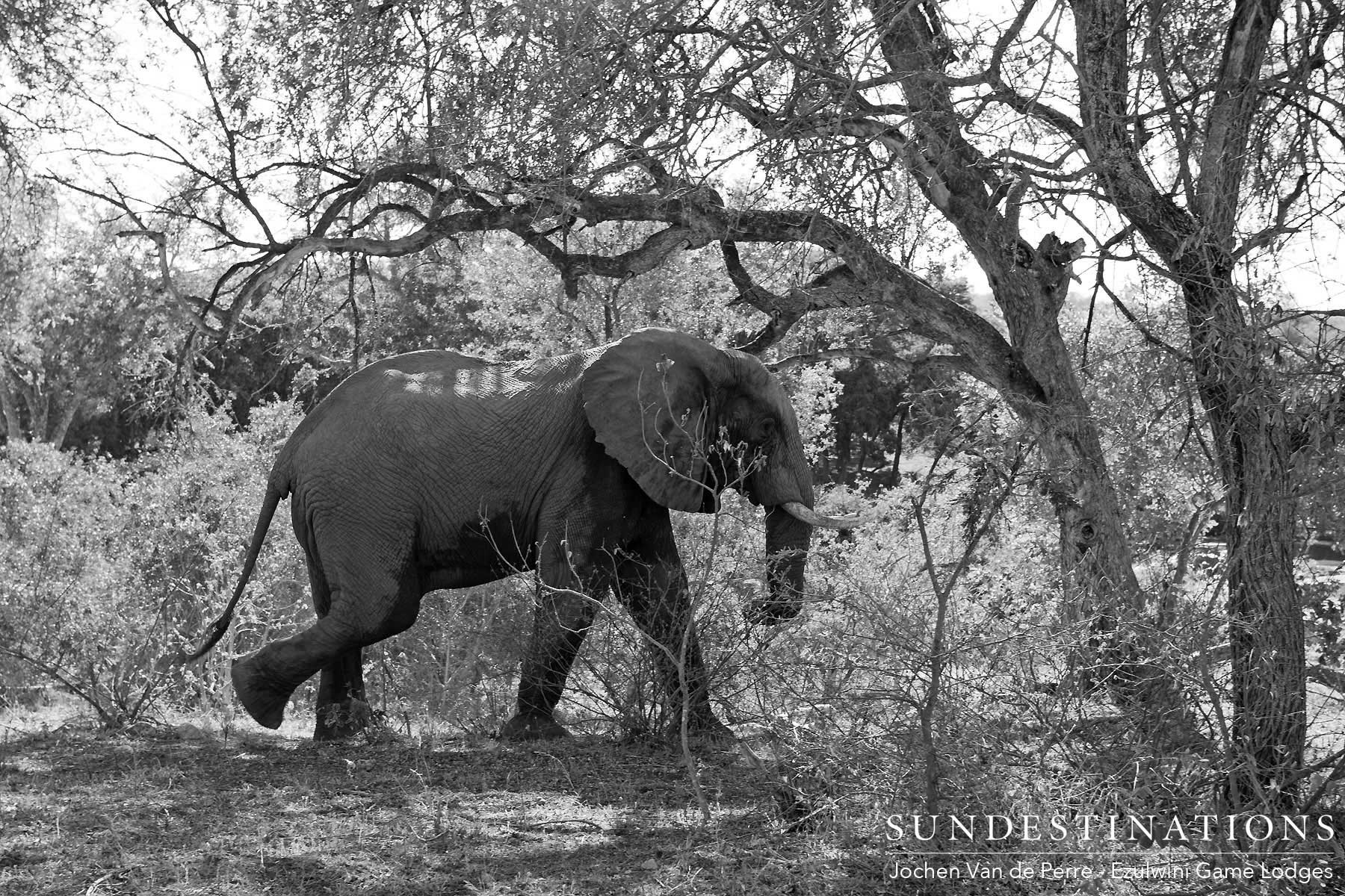 Elephant on Camera Trap Elephant on Camera Trap