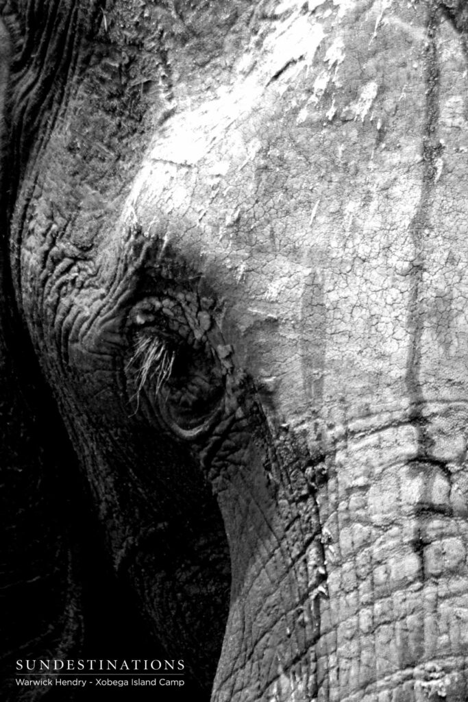 Elephant Okavango Delta Elephant Okavango Delta