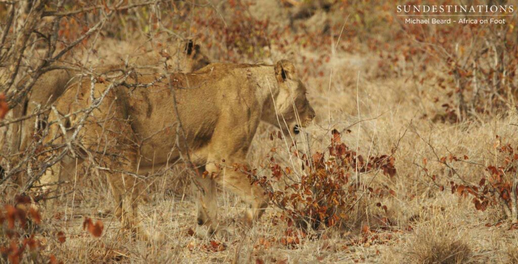 Hercules Pride moving through the bush Hercules Pride moving through the bush