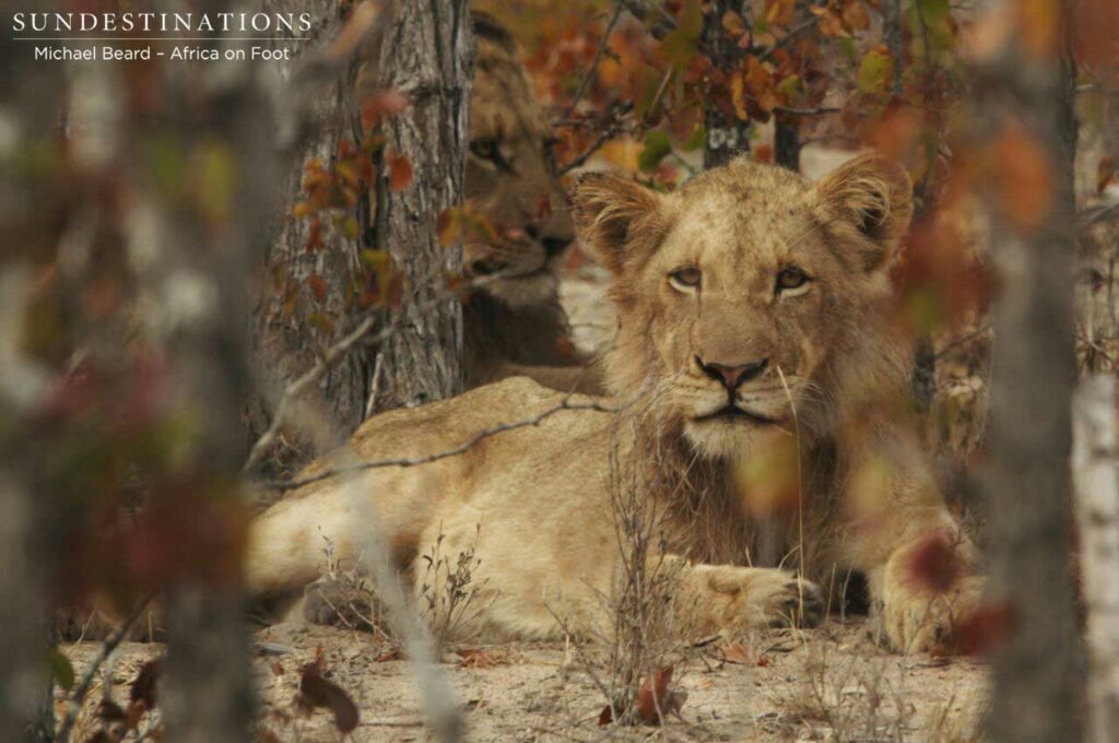 Hercules Pride male peering through the winter leaves Hercules Pride male peering through the winter leaves