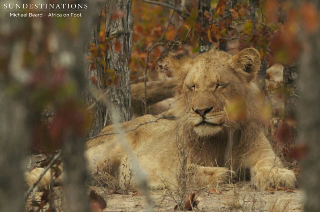 Hercules Pride catching some Zzzs Hercules Pride catching some Zzzs
