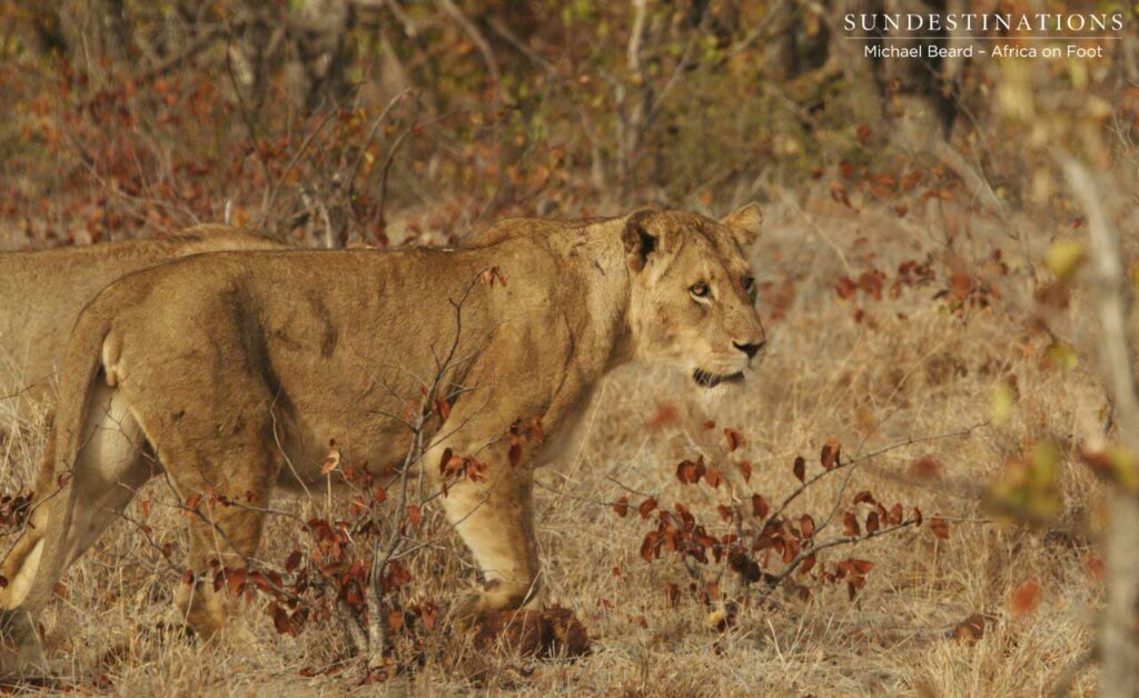 Hercules Pride leaving the scene Hercules Pride leaving the scene
