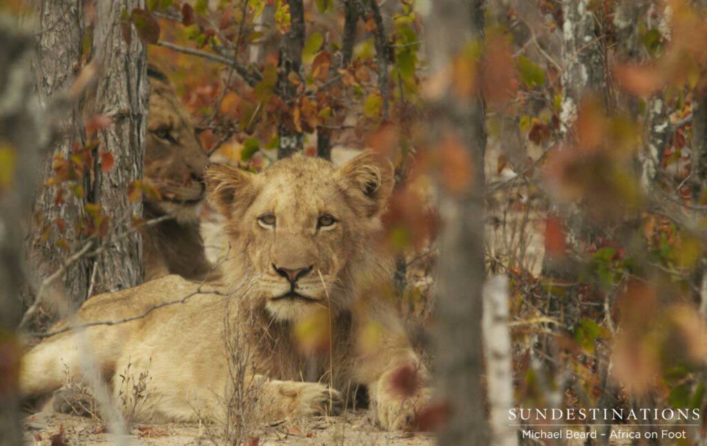 Hercules Pride young male watching guests carefully Hercules Pride young male watching guests carefully