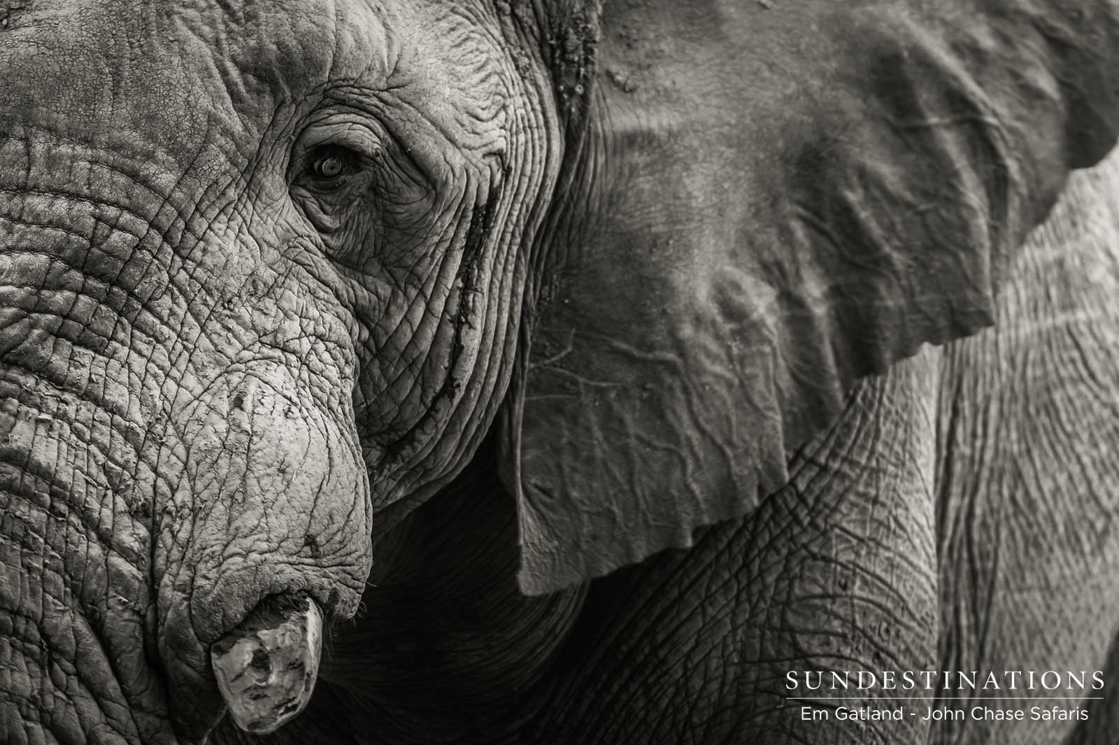 John Chase Safaris Elephant John Chase Safaris Elephant