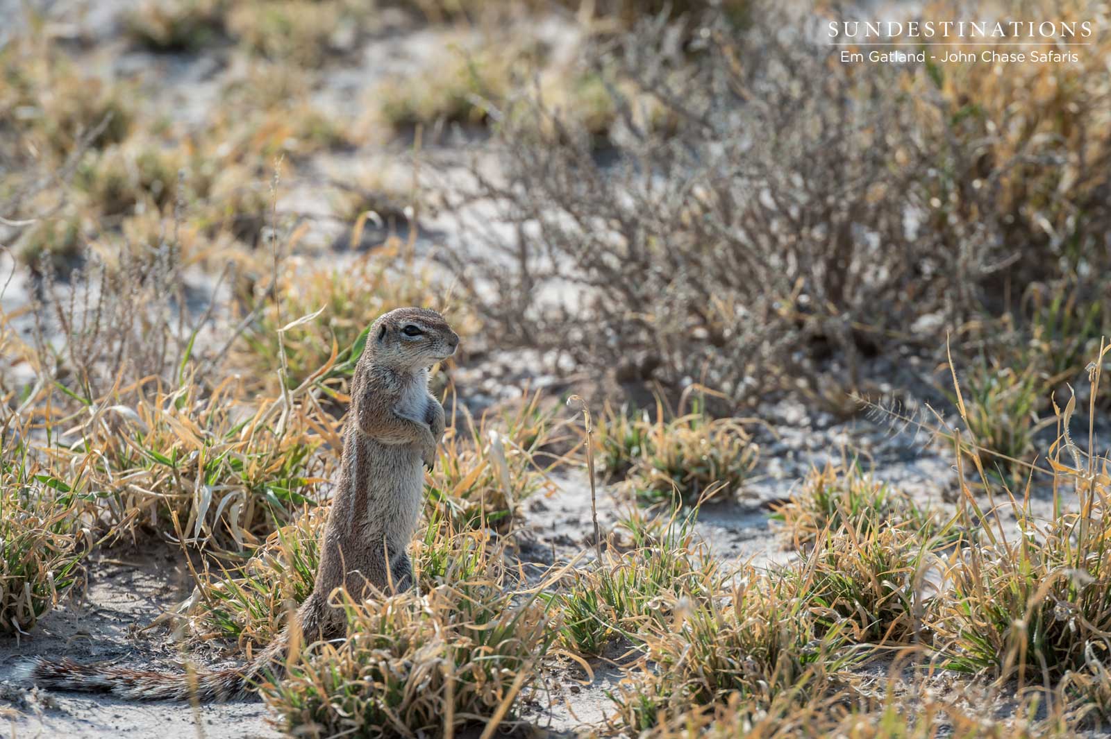 Ground Squirrel John Chase Safaris Ground Squirrel John Chase Safaris