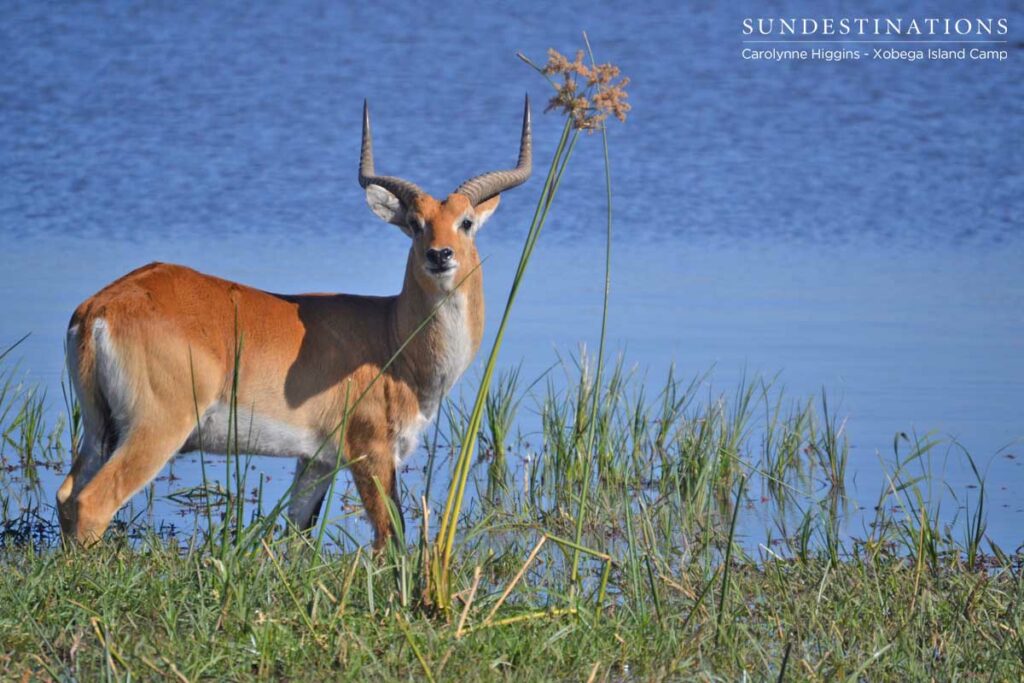 Red Lechwe in the Okavango Delta Red Lechwe in the Okavango Delta
